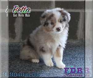 Miniature Australian Shepherd Puppy for sale in FORESTBURG, TX, USA