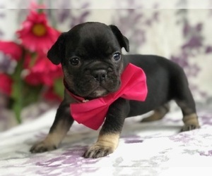 French Bulldog Puppy for sale in CLAY, PA, USA