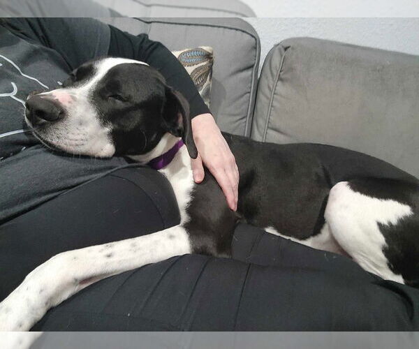 Medium Photo #9 American Pit Bull Terrier-Great Dane Mix Puppy For Sale in Bullard, TX, USA