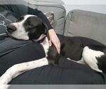 Small #8 American Pit Bull Terrier-Great Dane Mix