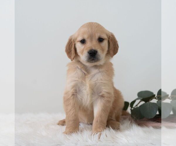 Medium Photo #4 Golden Retriever Puppy For Sale in NEWPORT, PA, USA