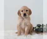 Small #3 Golden Retriever