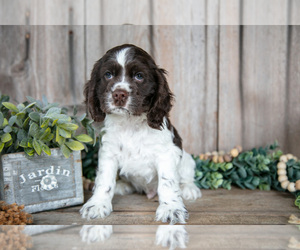 Medium Cocker Spaniel