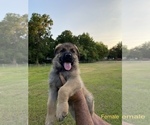 Small Photo #2 German Shepherd Dog Puppy For Sale in PLANT CITY, FL, USA