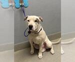 Small Mutt