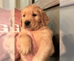 Small #27 Golden Retriever
