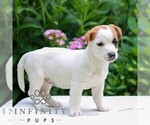Small #1 Jack Tzu