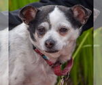 Small #14 Chihuahua Mix