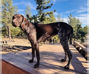 German Shorthaired Pointer Puppy for sale in WOODLAND PARK, CO, USA