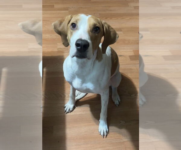 Medium Photo #1 Coonhound-Unknown Mix Puppy For Sale in Petaluma, CA, USA