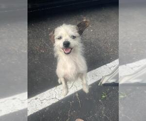 Mutt Dogs for adoption in San Antonio, TX, USA