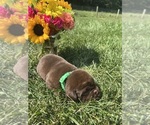 Small #4 Labrador Retriever
