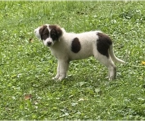 Medium Borador