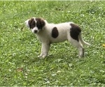 Puppy Timmy Borador