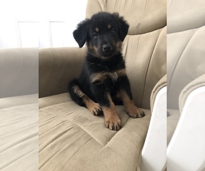 Medium Beauceron-German Shepherd Dog Mix