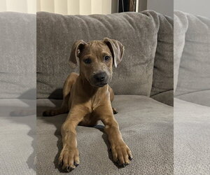 Golden Labrador Dogs for adoption in Royal Palm Beach, FL, USA