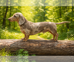 Small Photo #1 Dachshund Puppy For Sale in HUDSON, CO, USA