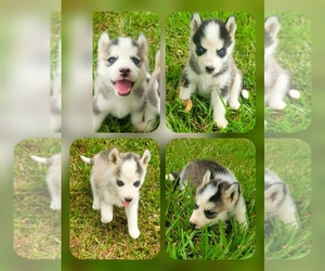 Siberian Husky Puppy for Sale in GODWIN, North Carolina USA