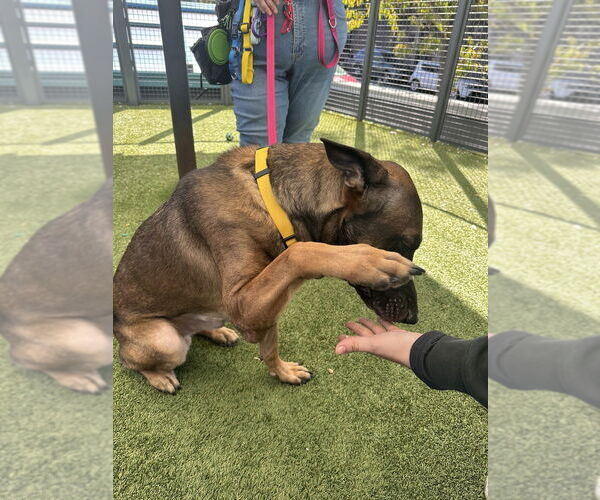 Medium Photo #4 Mutt Puppy For Sale in Imlay City, MI, USA