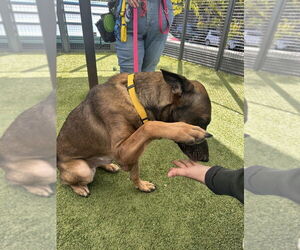 Jack aka jack o' lantern - Located in MO - Male Mutt Dog for Adoption - Photo #4