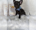 Small Photo #1 French Bulldog Puppy For Sale in BEECH GROVE, IN, USA