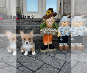 Pembroke Welsh Corgi Puppy for sale in GUTHRIE, KY, USA