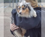 Small #3 Aussiepom
