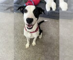 Small #2 Labrador Retriever Mix