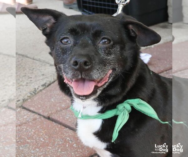 Medium Photo #3 Chihuahua-Unknown Mix Puppy For Sale in Washington, DC, USA