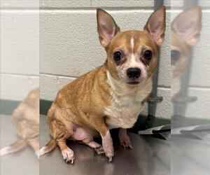 Chihuahua-Unknown Mix Dogs for adoption in Salisbury, NC, USA