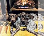 Small Photo #1 German Shorthaired Pointer Puppy For Sale in CABOT, AR, USA