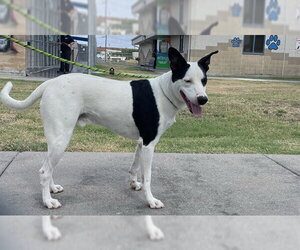 DIPPER - Male Labrador Retriever Dog for Adoption - Photo #2