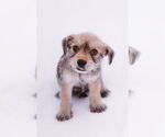Small #3 Cairn Terrier Mix