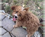 Small Photo #3 Poodle (Miniature)-Unknown Mix Puppy For Sale in Davis, CA, USA