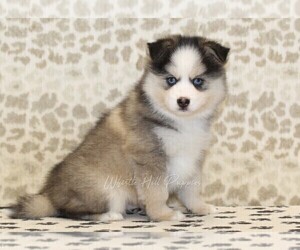 Pomsky Puppy for sale in DENVER, PA, USA