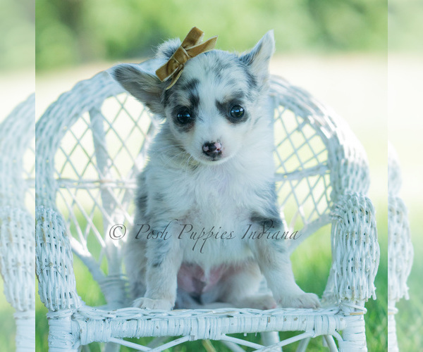 Medium Photo #68 Chihuahua Puppy For Sale in WARSAW, IN, USA