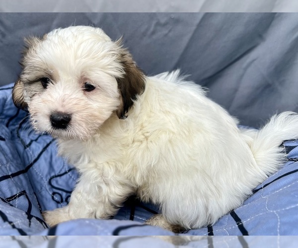 Medium Photo #11 Zuchon Puppy For Sale in RENO, NV, USA