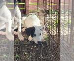 Small American Staffordshire Terrier Mix
