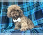 Small #2 ShihPoo