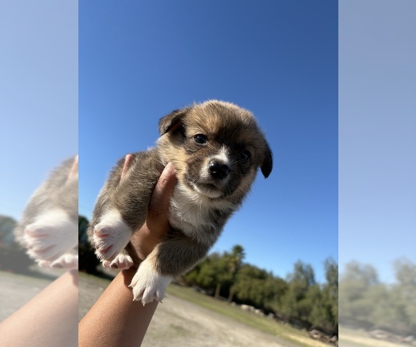 Medium Photo #3 Pembroke Welsh Corgi Puppy For Sale in OAKLEY, CA, USA