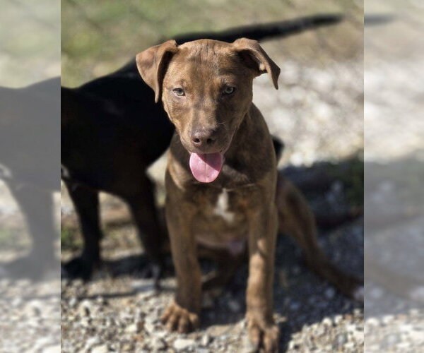Medium Photo #2 Mutt Puppy For Sale in Crandall, GA, USA