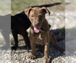 Small #1 Mutt