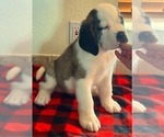 Small #3 Saint Bernard