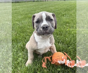 American Bulldog Puppy for sale in MIDDLEBURY, IN, USA
