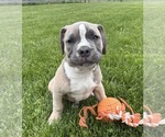 Image preview for Ad Listing. Nickname: Sullivan