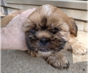 Shorkie Tzu Dog for Adoption in SAINT CHARLES, Missouri USA