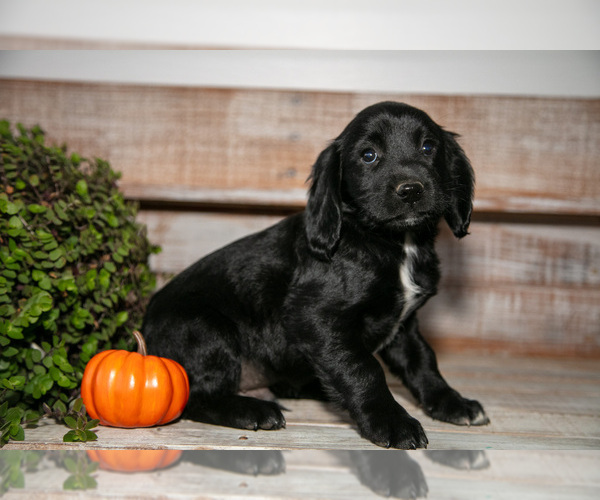 Medium Photo #2 Cocker Spaniel Puppy For Sale in SHREVE, OH, USA