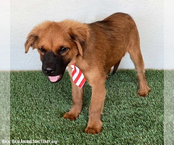 Medium Photo #6 Shepweiller Puppy For Sale in San Diego, CA, USA