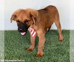 Small #5 Shepweiller