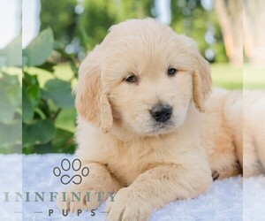 Golden Retriever Puppy for sale in NEWPORT, PA, USA